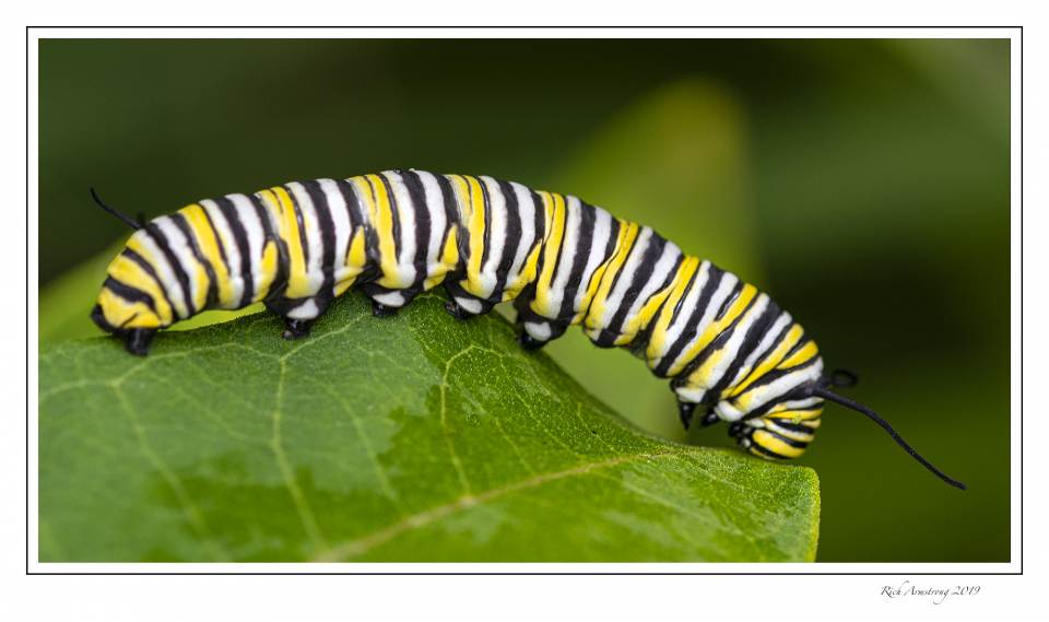 monarch caterpillar 1.jpg